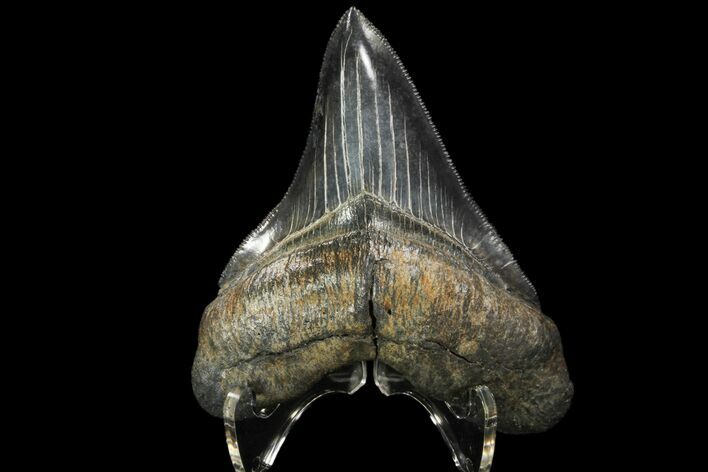 Serrated, Fossil Megalodon Tooth - Great Tip #84154